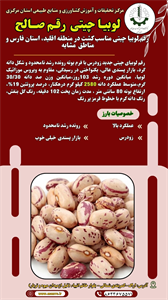 لوبیا چیتی صالح