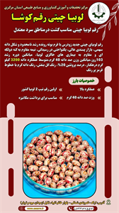 لوبیا چیتی کوشا